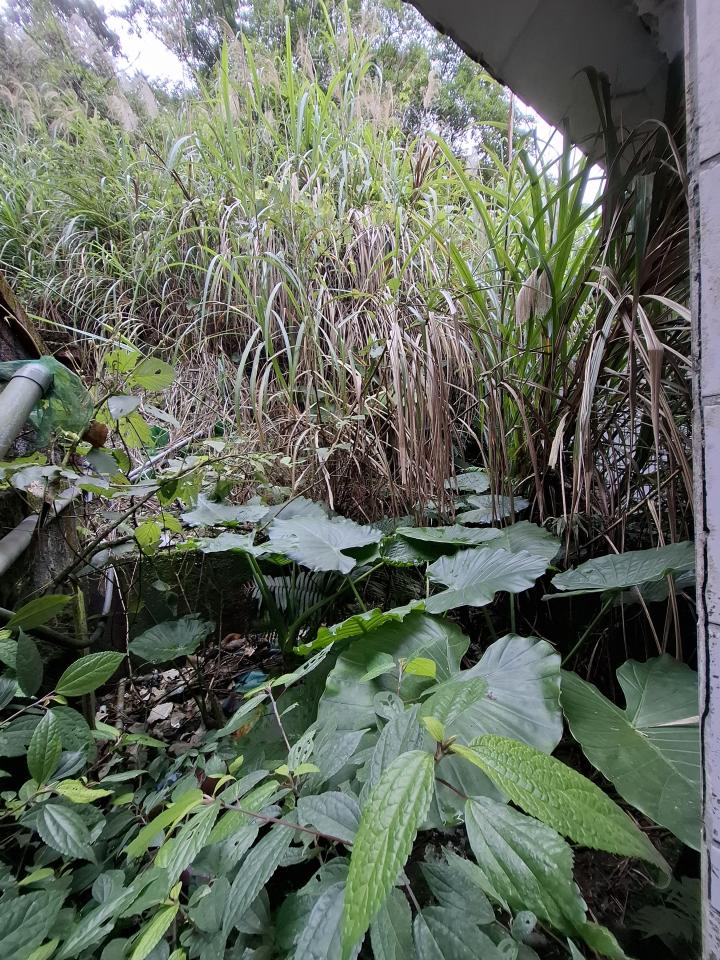 園藝維護案件圖片