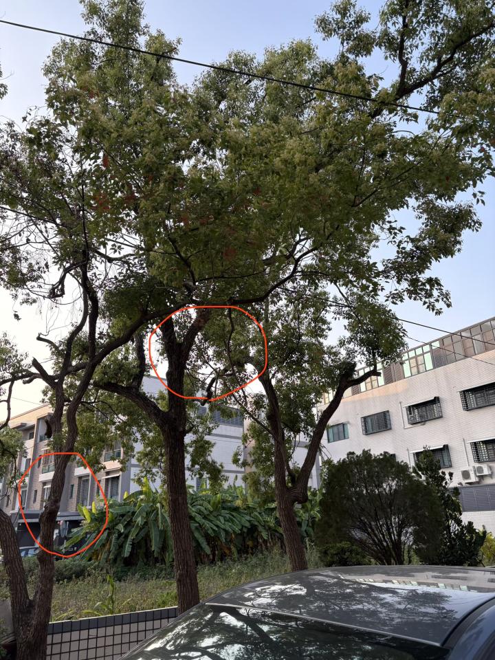 園藝維護案件圖片