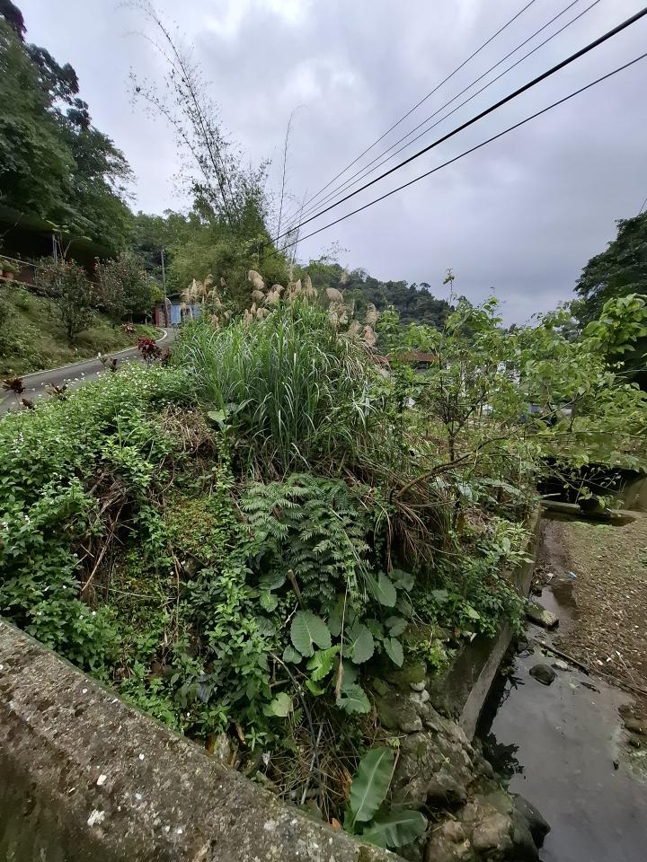 園藝維護案件圖片