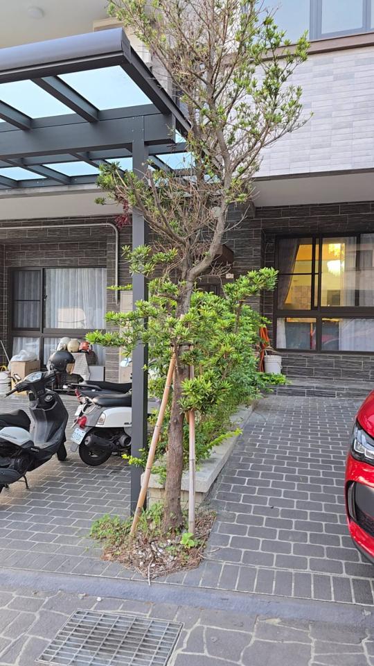 園藝維護案件圖片