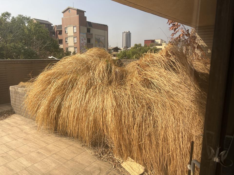 園藝維護案件圖片