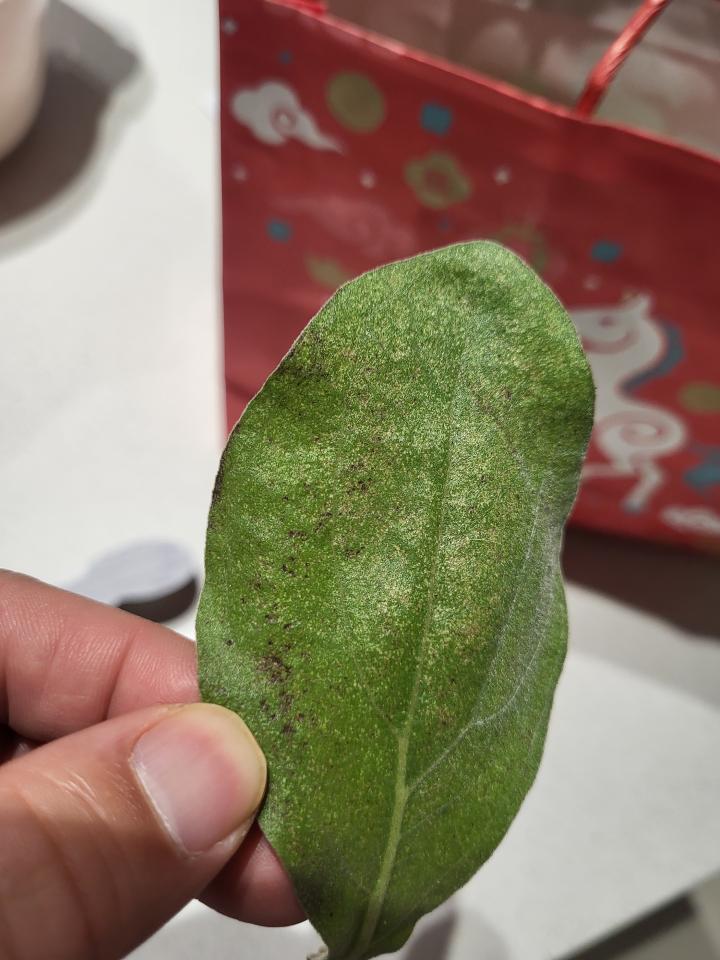 植物診療師案件圖片