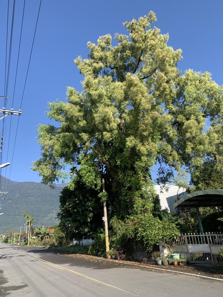 園藝維護案件圖片