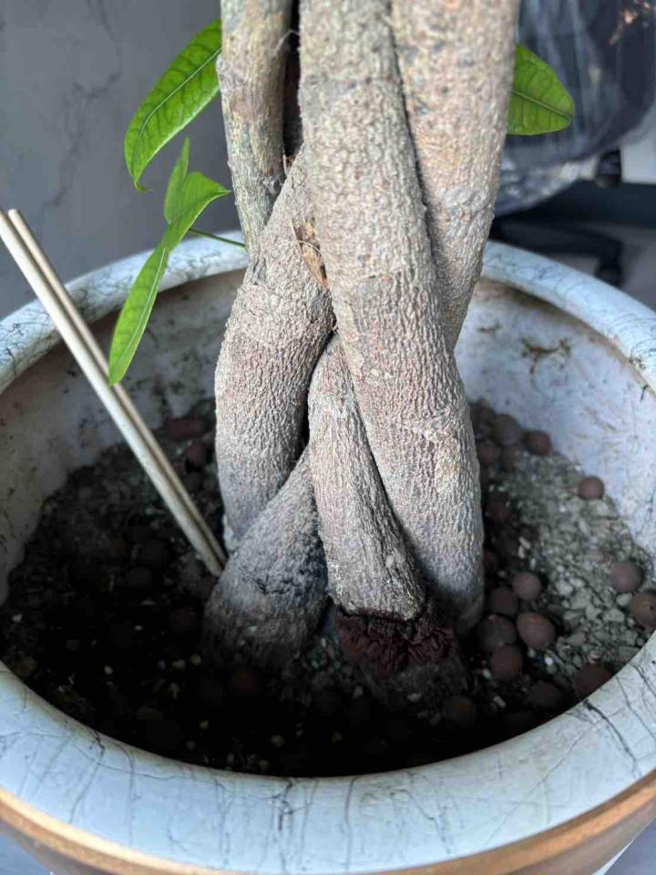 植物診療師案件圖片