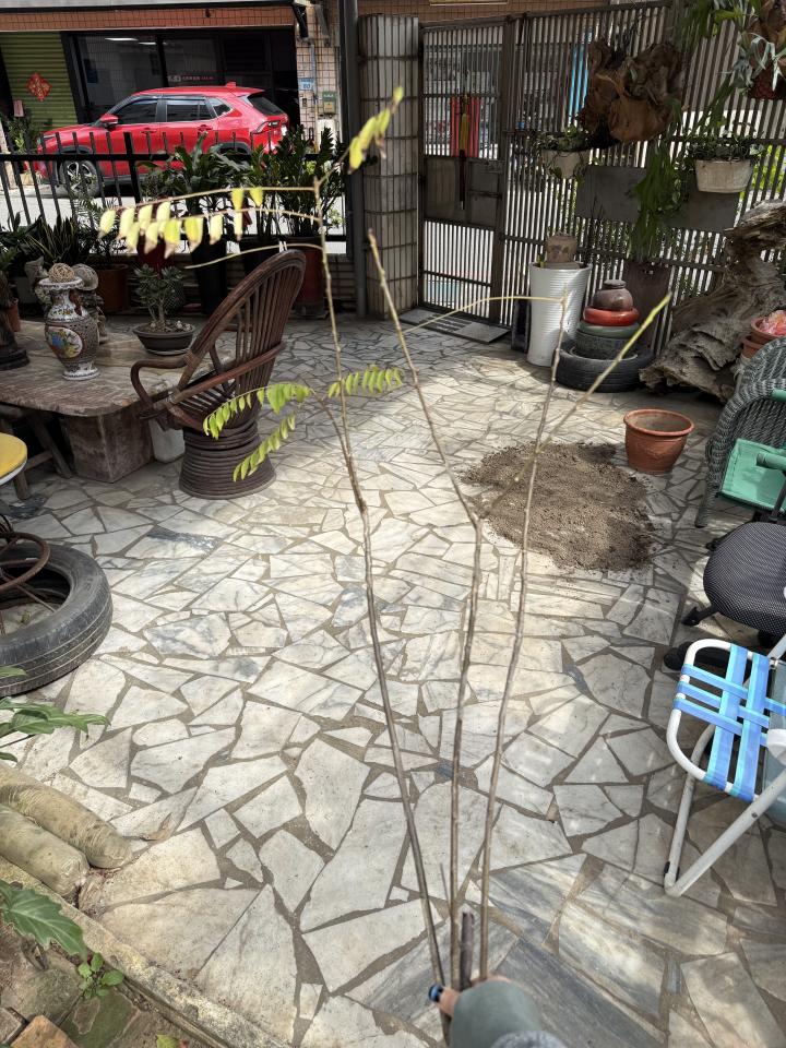 植物診療師案件圖片