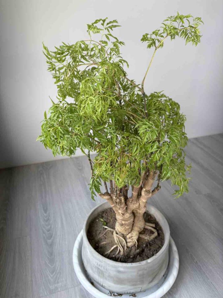 植物診療師案件圖片