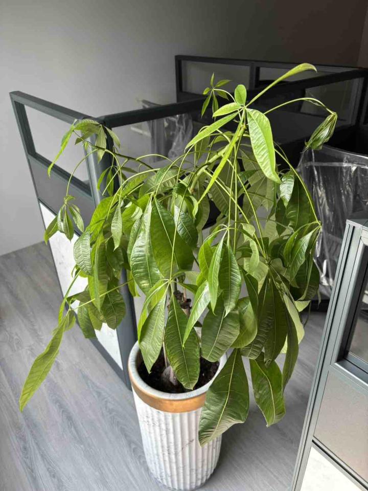 植物診療師案件圖片