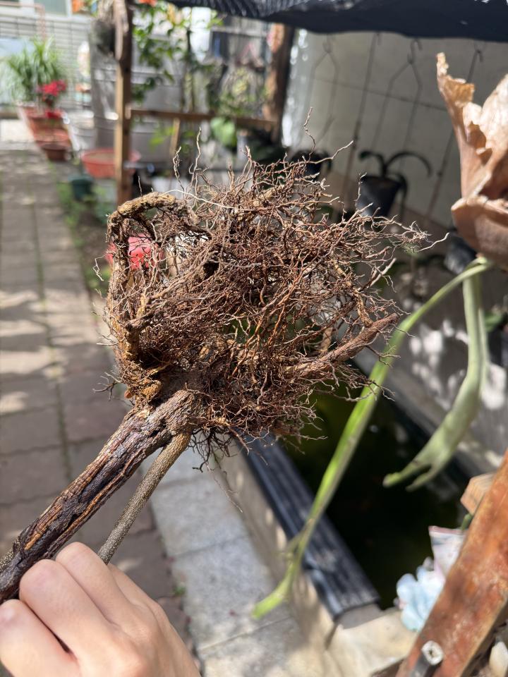 植物診療師案件圖片