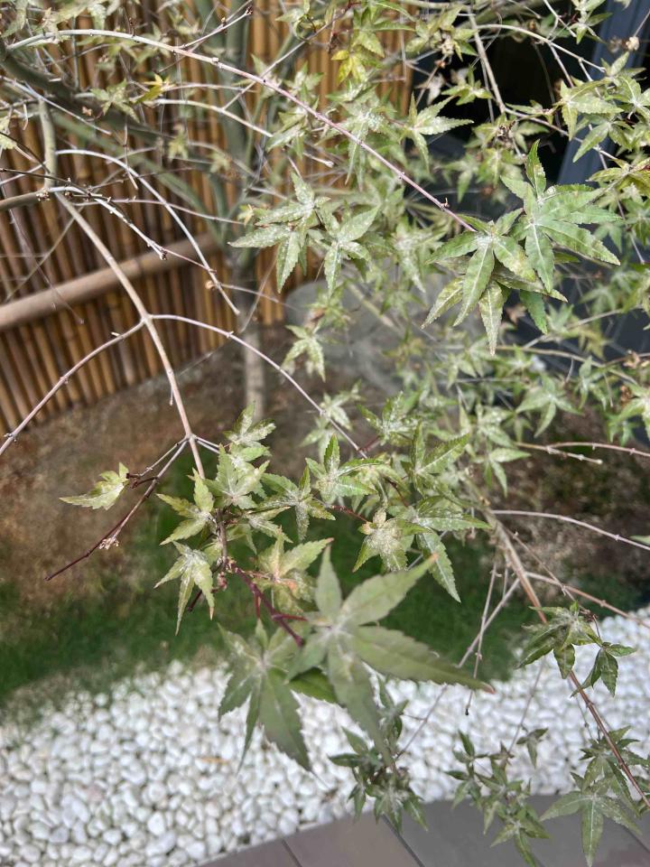 園藝維護案件圖片