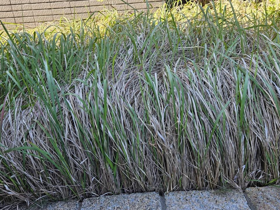 園藝維護案件圖片