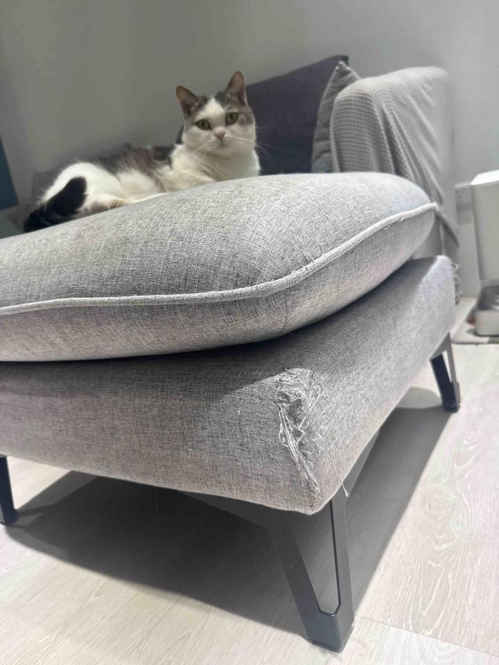 沙發修理案件圖片