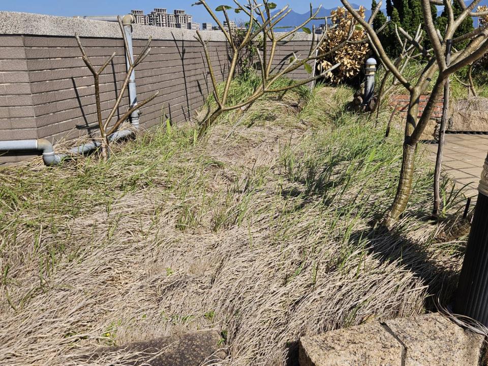 園藝維護案件圖片