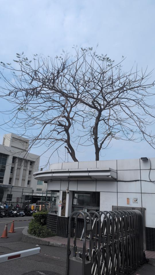 園藝維護案件圖片