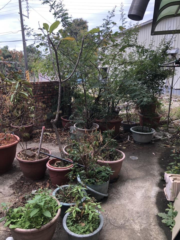 園藝維護案件圖片