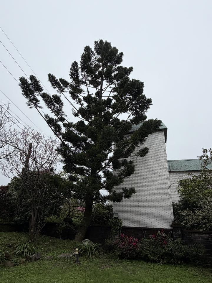 園藝維護案件圖片