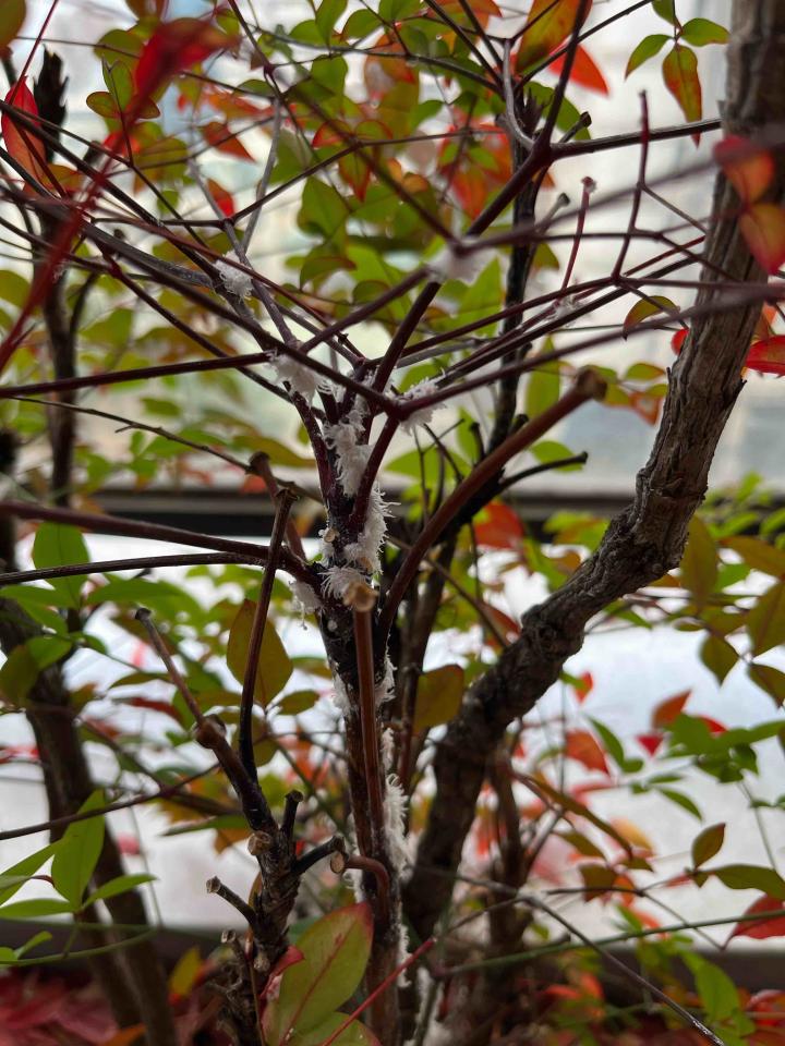 園藝維護案件圖片