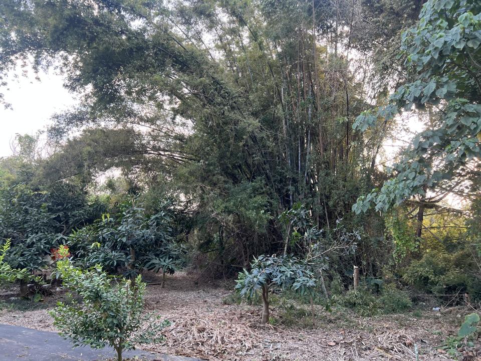 園藝維護案件圖片