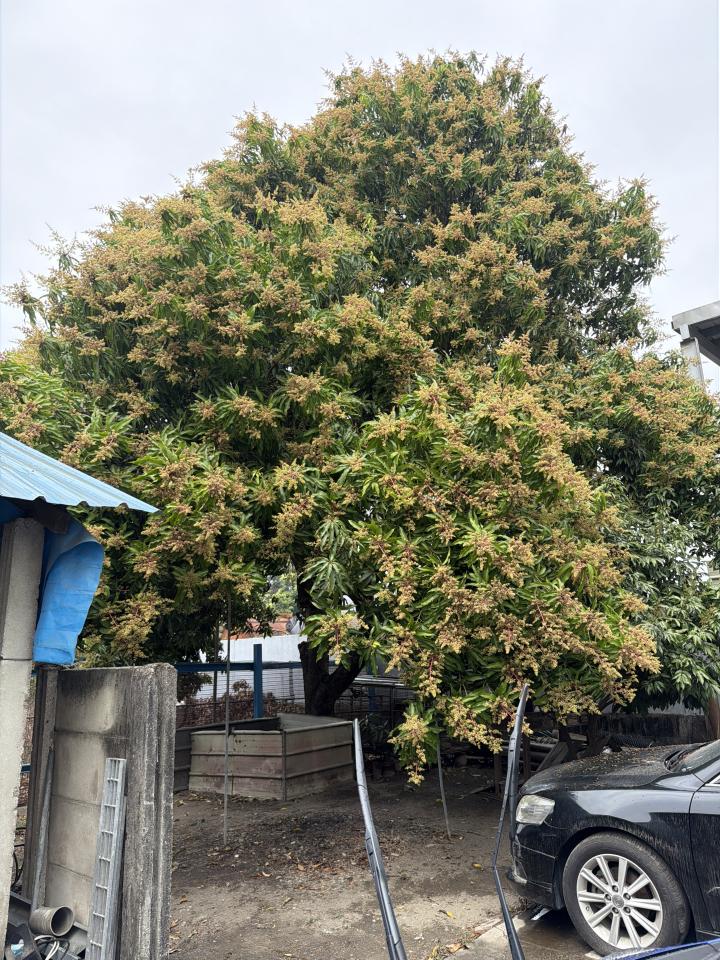 園藝維護案件圖片