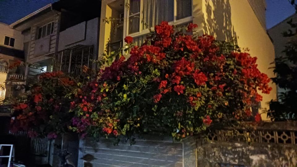 園藝維護案件圖片