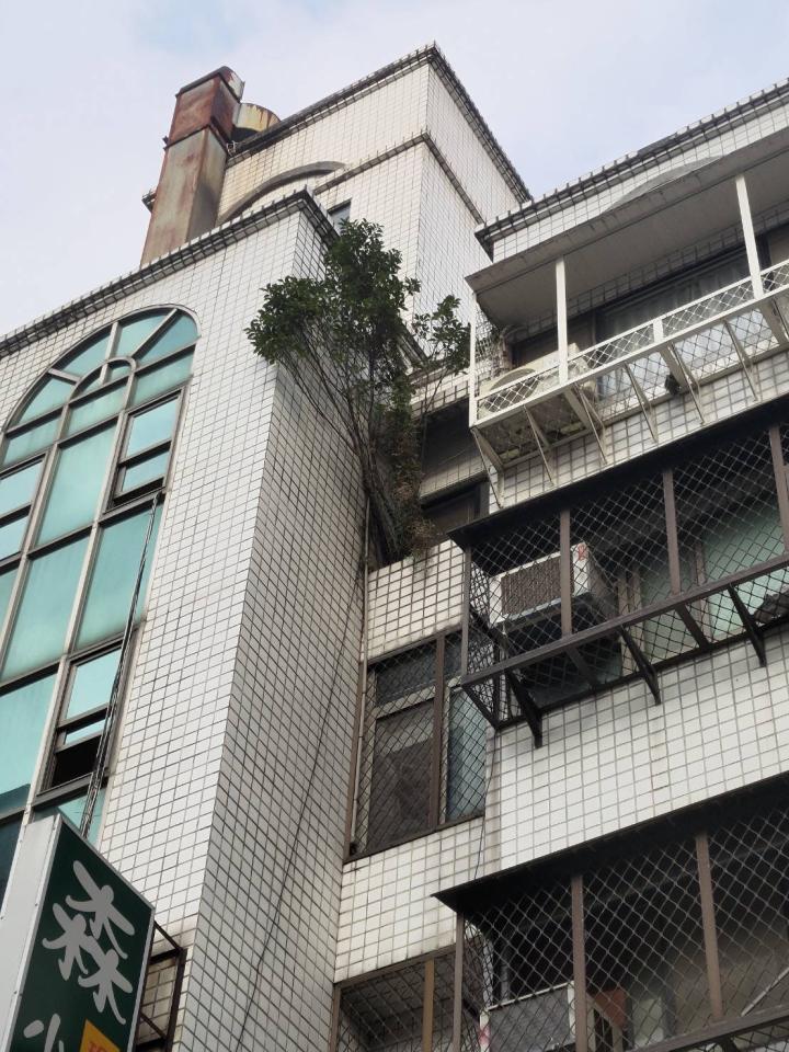 園藝維護案件圖片