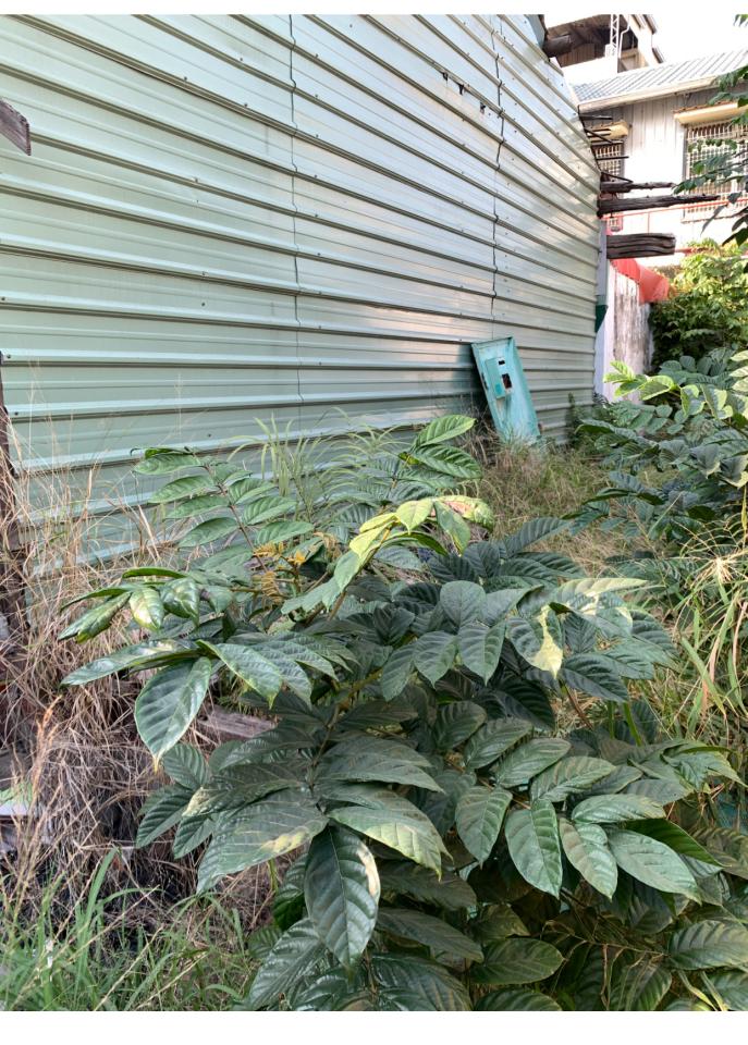 園藝維護案件圖片