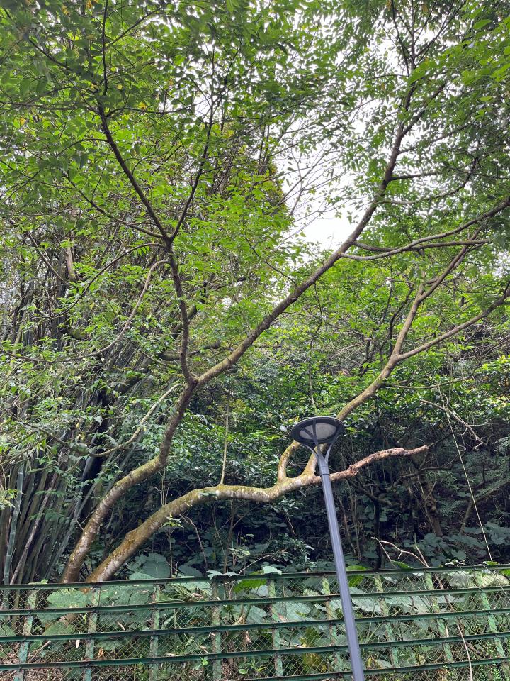 園藝維護案件圖片