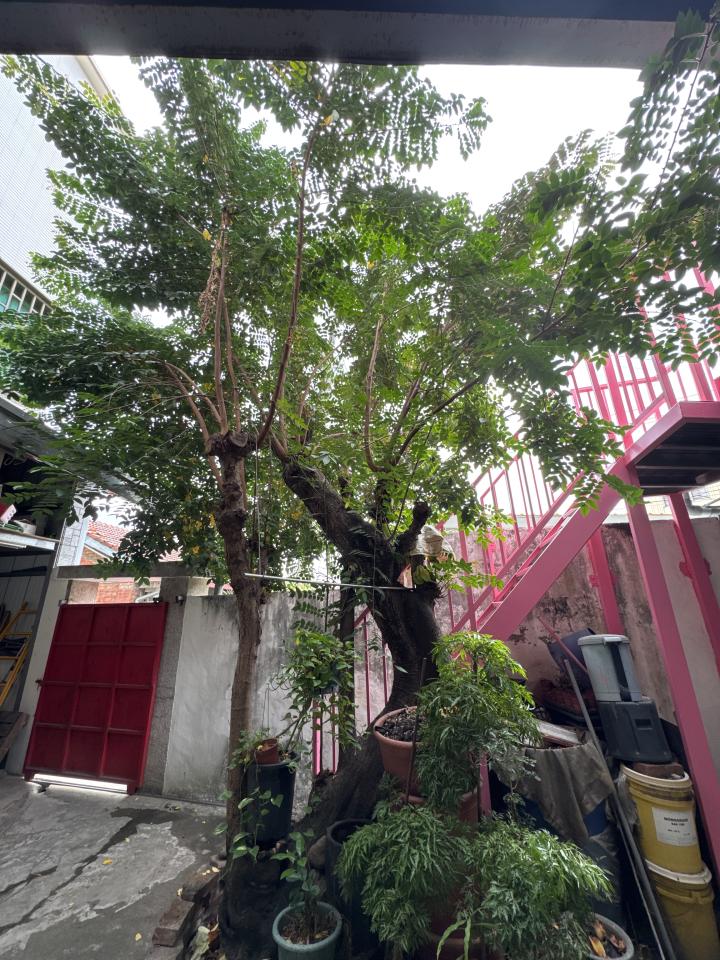 園藝維護案件圖片