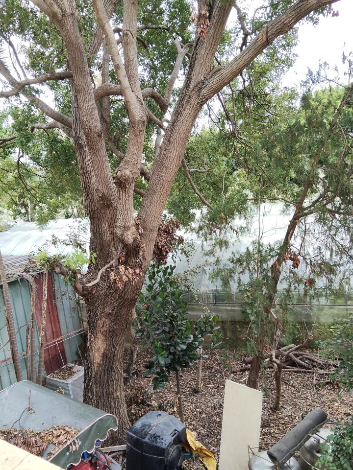 園藝維護案件圖片