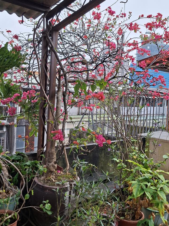 園藝維護案件圖片