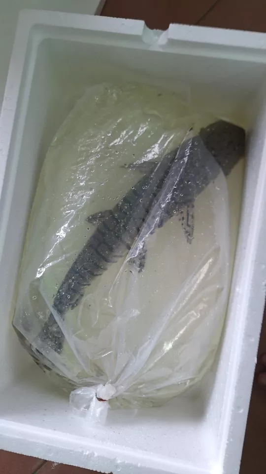 海盜水族代購 - 提供寄送服務以及完善的打包，避免運輸過程中損耗