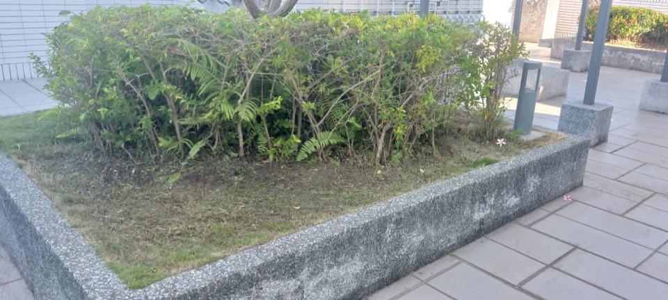 園藝維護案件圖片