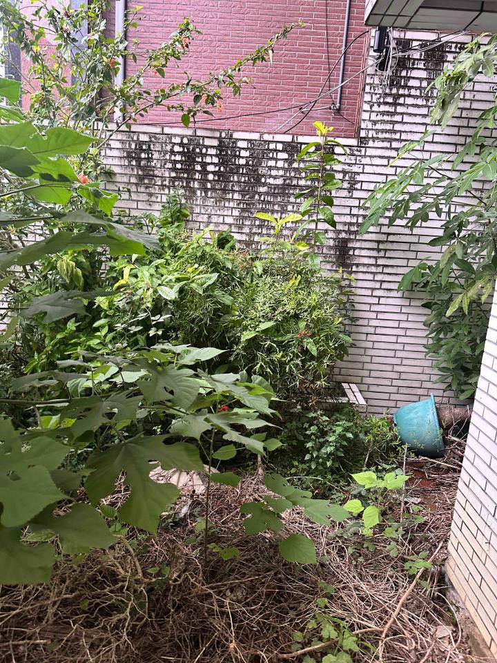 園藝維護案件圖片