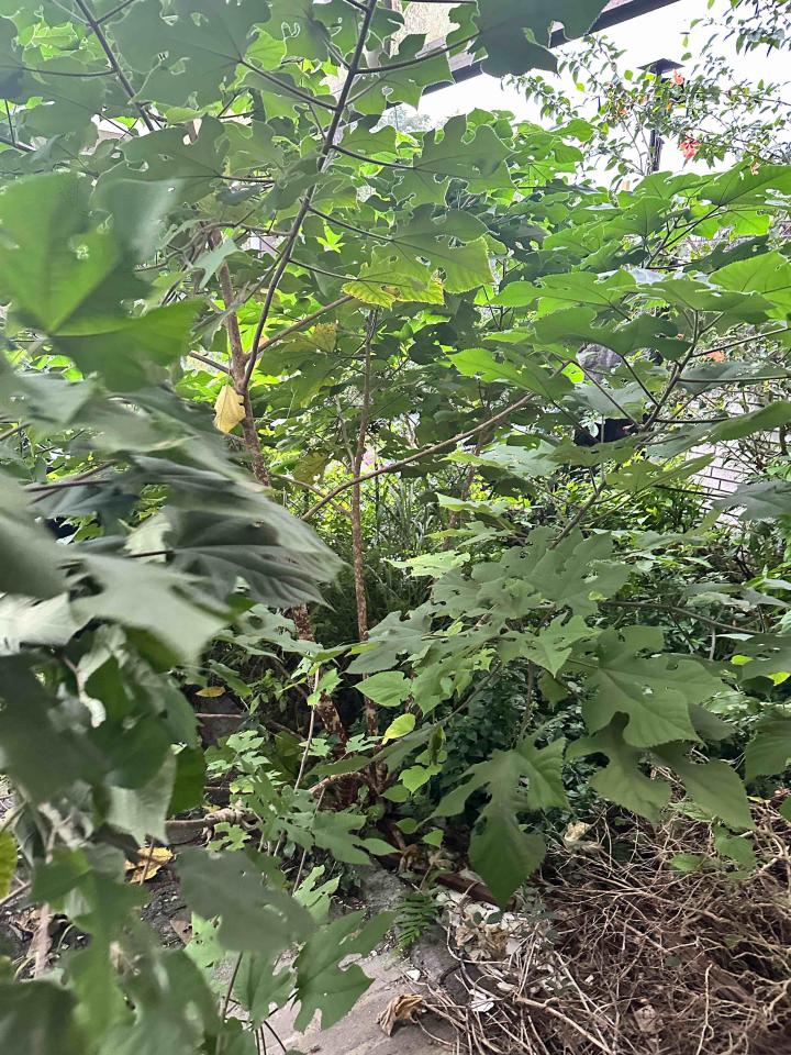 園藝維護案件圖片