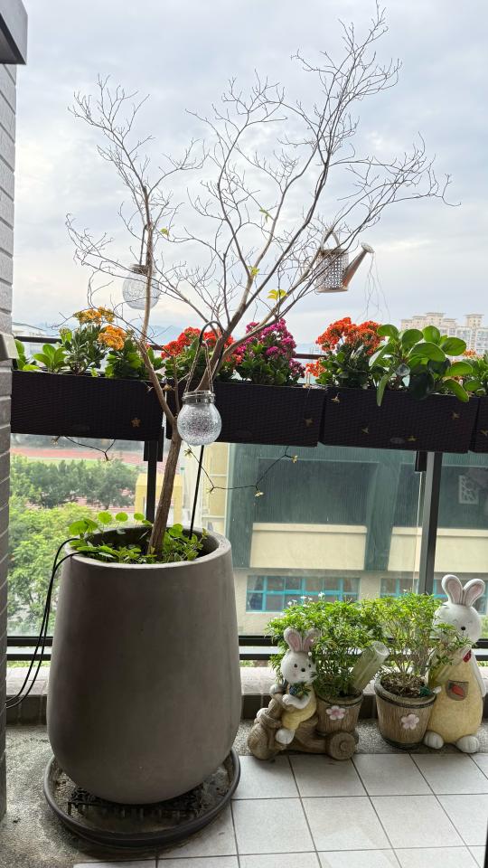 園藝維護案件圖片