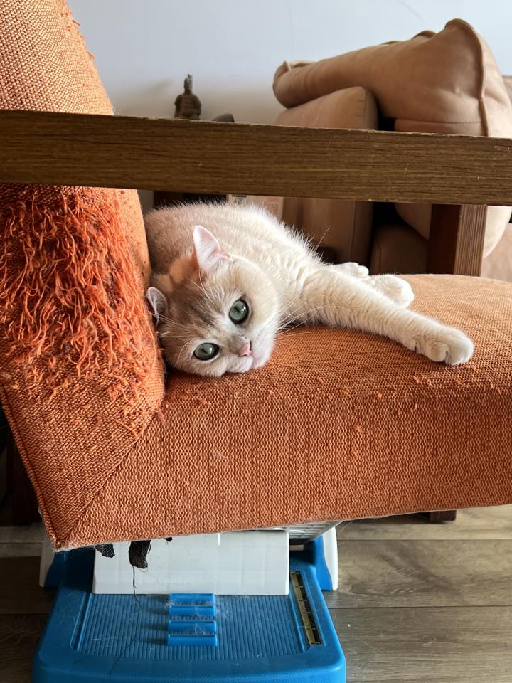 沙發修理案件圖片