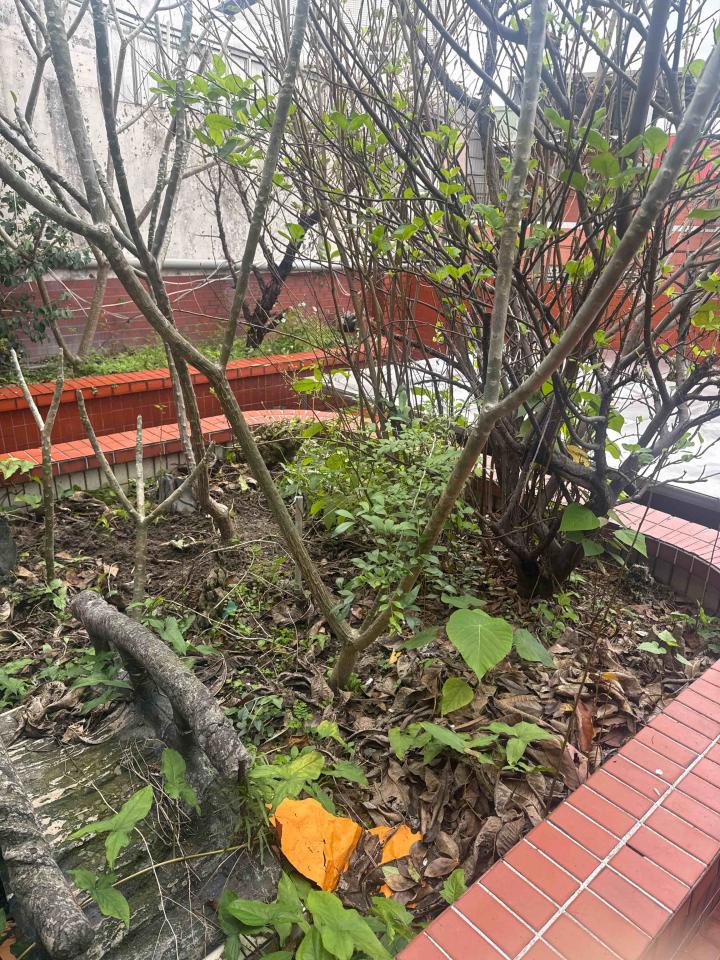 園藝維護案件圖片