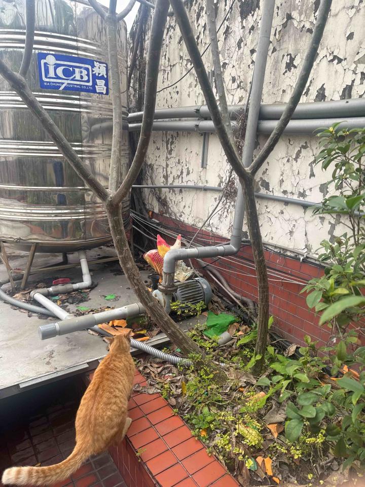 園藝維護案件圖片