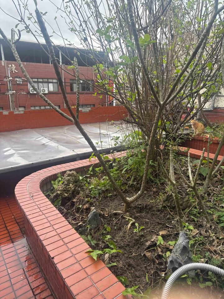 園藝維護案件圖片