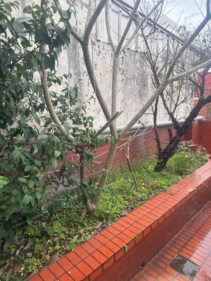 園藝維護案件圖片