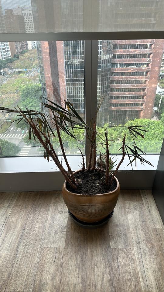 植物診療師案件圖片