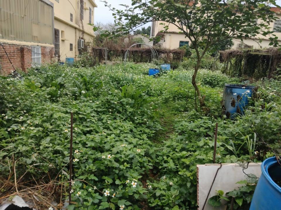 園藝維護案件圖片