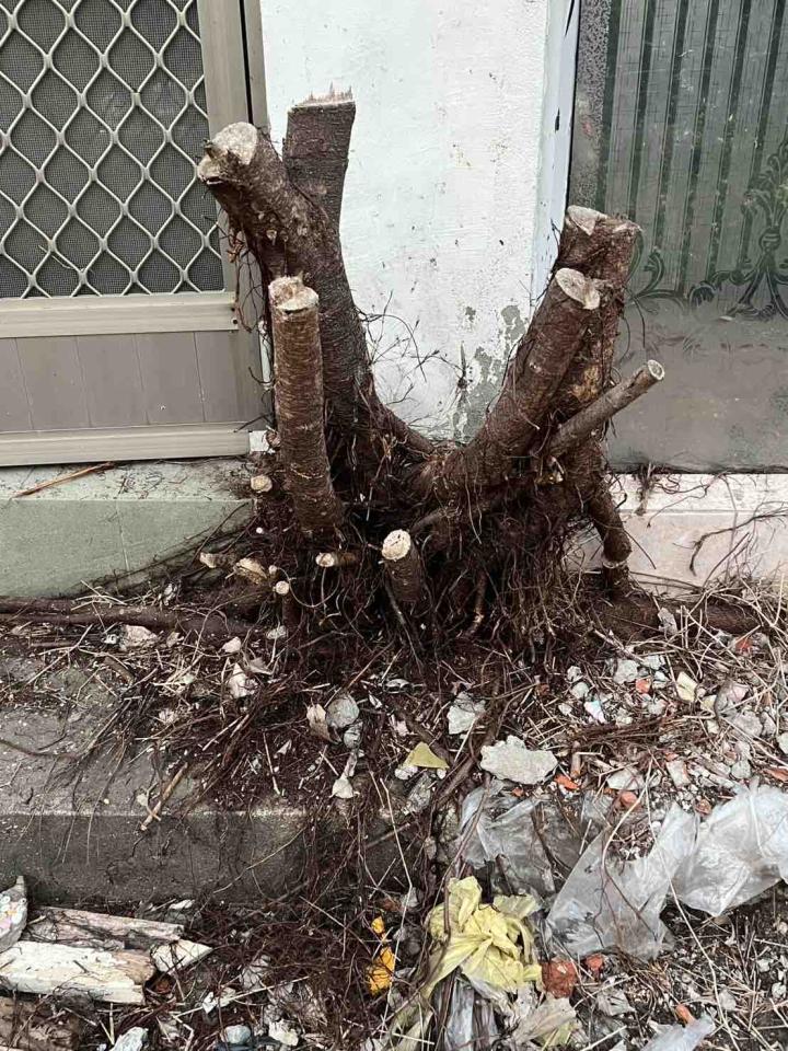 園藝維護案件圖片