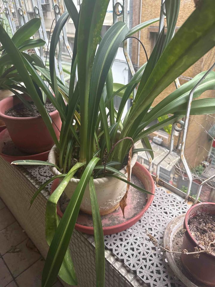 植物診療師案件圖片