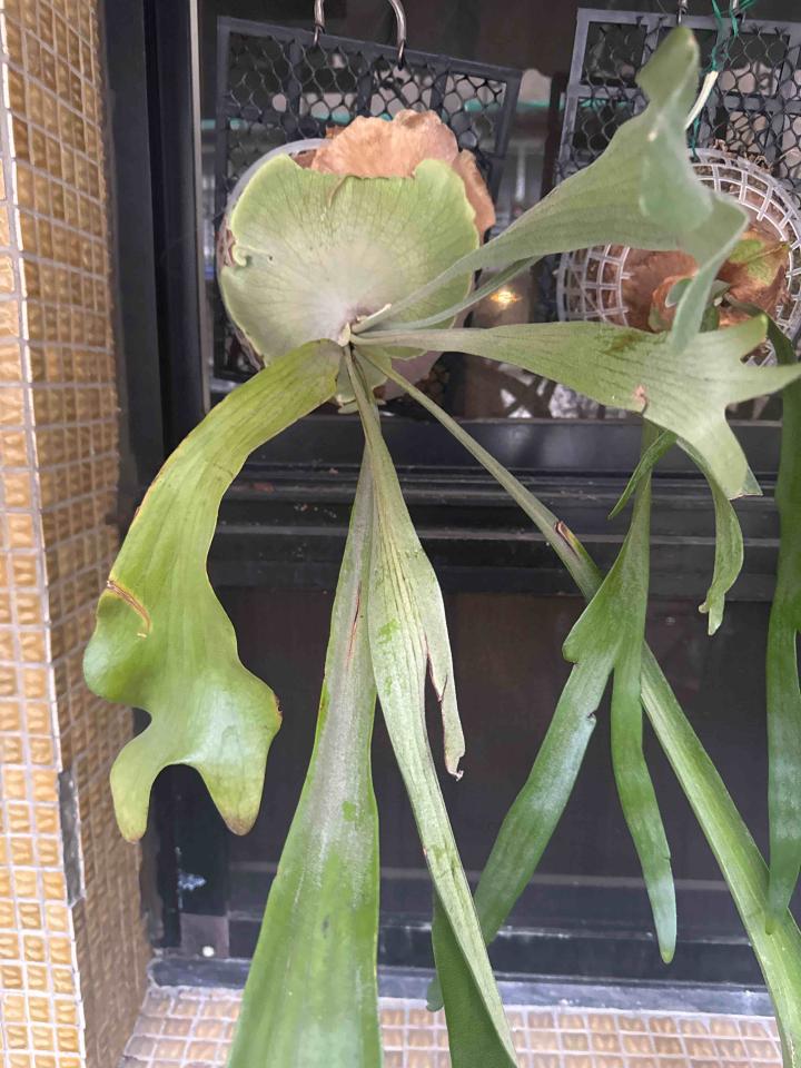 植物診療師案件圖片