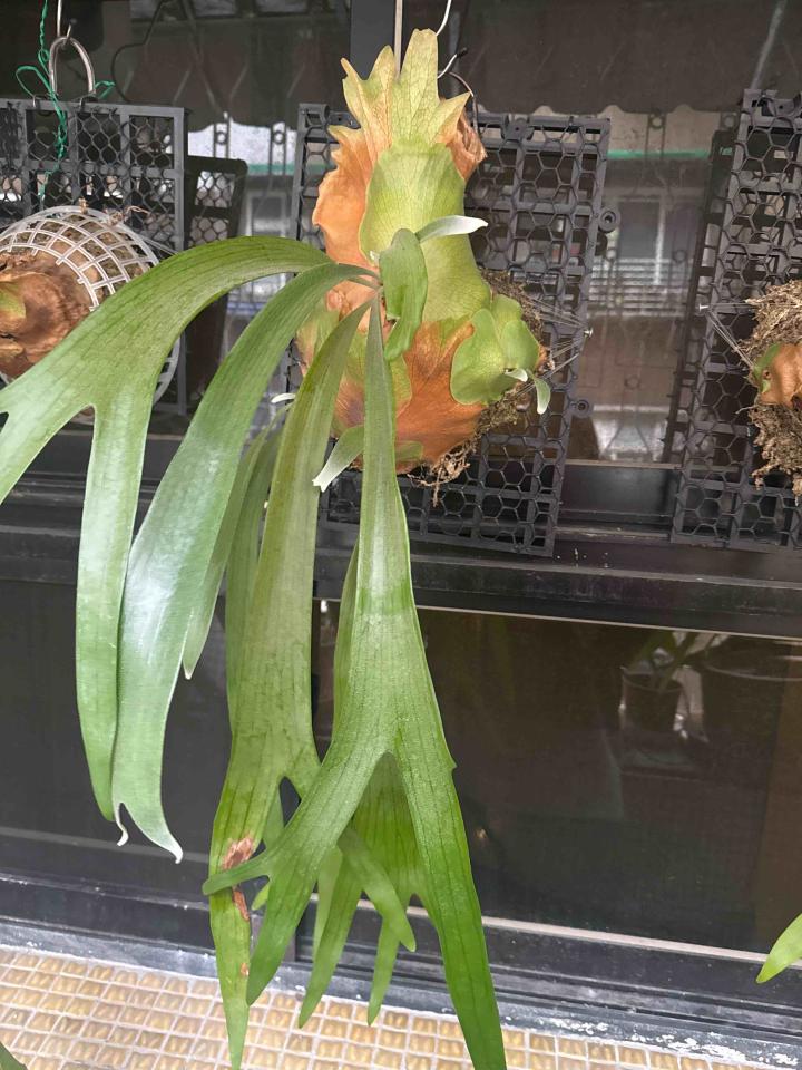 植物診療師案件圖片