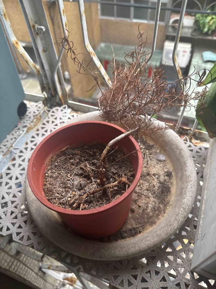 植物診療師案件圖片