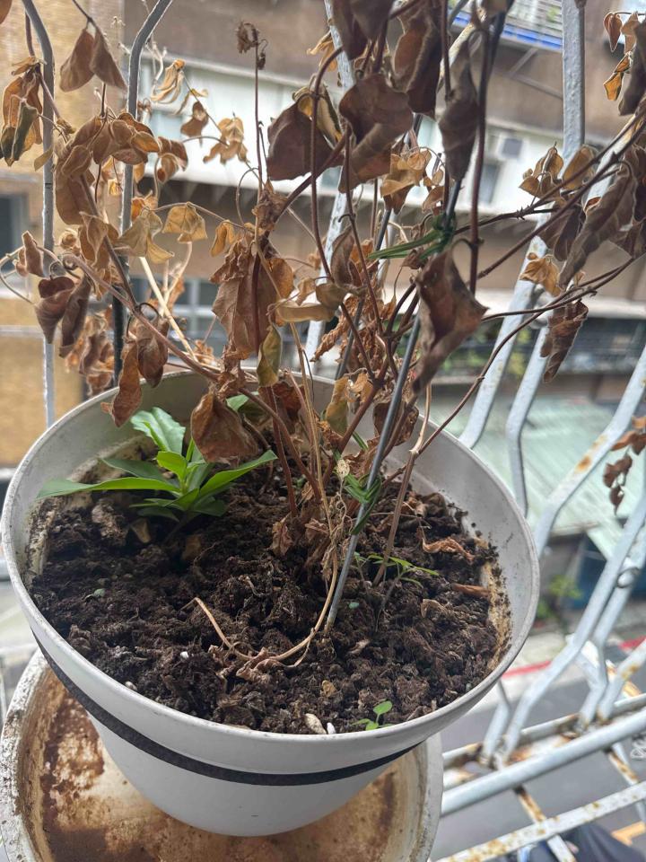 植物診療師案件圖片