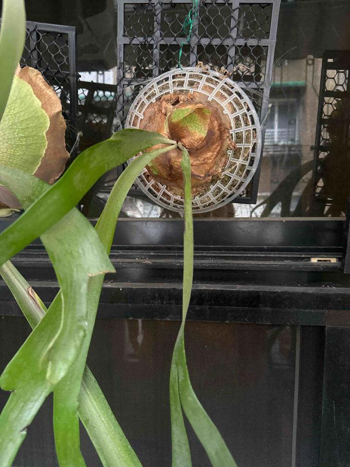 植物診療師案件圖片