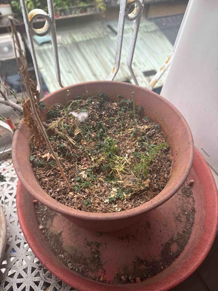 植物診療師案件圖片