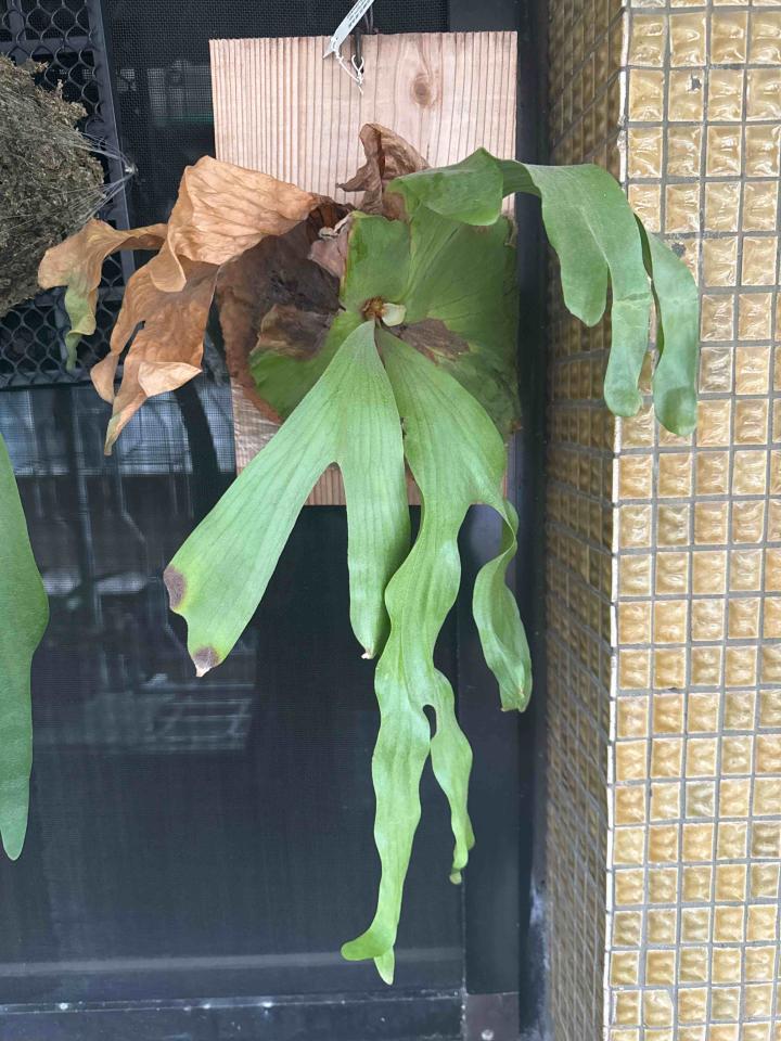 植物診療師案件圖片